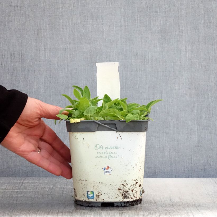 Spécimen de Campanule glomerata Alba Pot de 2L/3L tel que livré au printemps