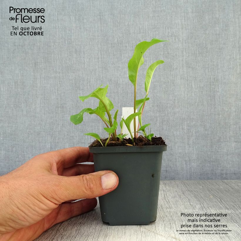 Spécimen de Campanule glomerata Caroline Godet de 8/9 cm tel que livré en automne