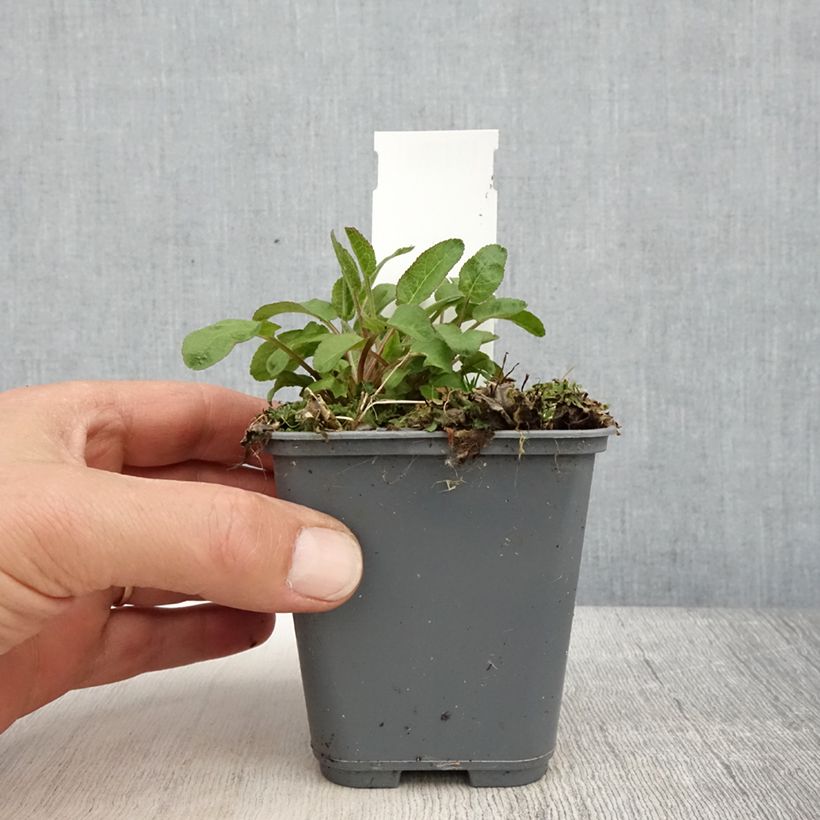 Amostra de Campânula glomerata var. dahurica Vaso de 8/9 cm tal como entregue na primavera