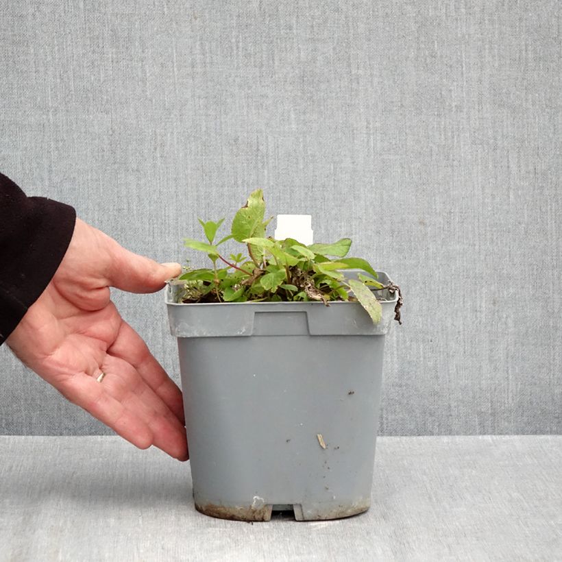 Spécimen de Campanule glomerata var. dahurica Pot de 2L/3L tel que livré en automne