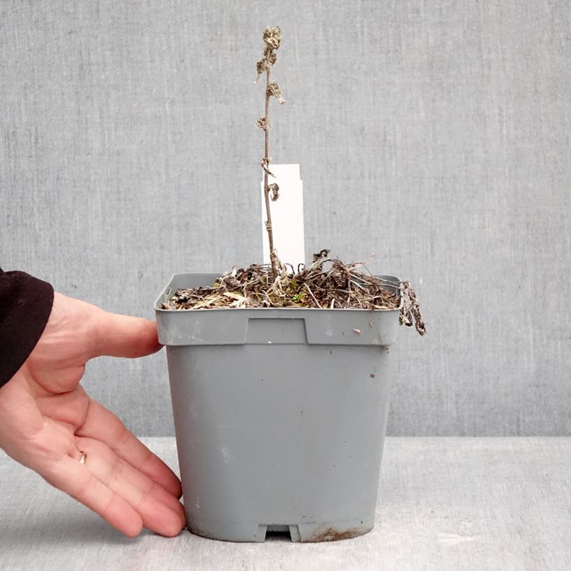 Spécimen de Campanule glomerata var. dahurica Pot de 2L/3L tel que livré en hiver