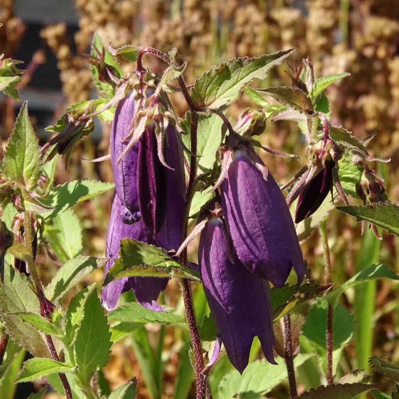 Campanule hybride Kent Belle (Floraison)
