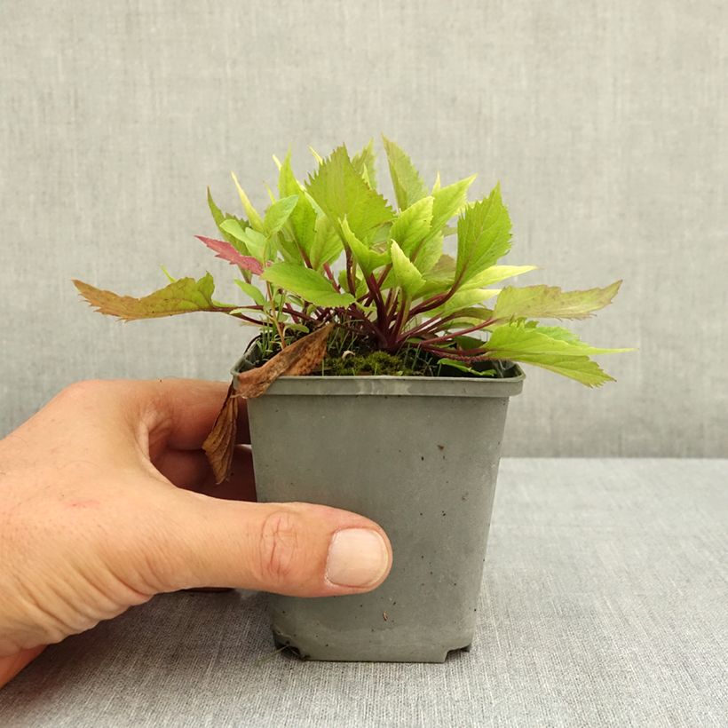 Spécimen de Campanule hybride Pink Octopus Godet de 8/9 cm tel que livré en été