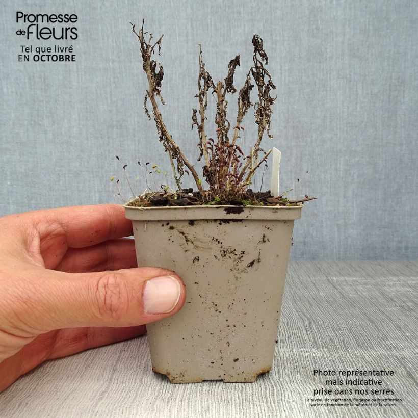 Spécimen de Campanule lactiflora Prichard s variety Campanule laiteuse bleue Godet de 8/9 cm tel que livré en automne