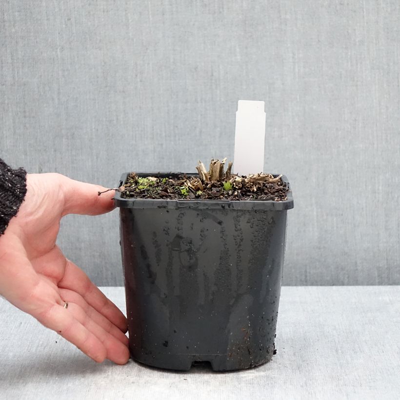 Campanula lactiflora Prichard's variety Vaso da 2L/3L esemplare consegnato in inverno