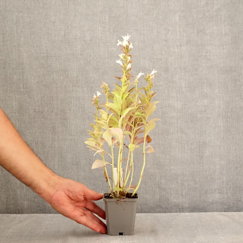 Spécimen de Campanule latifolia var. macrantha alba Godet de 8/9 cm tel que livré en été