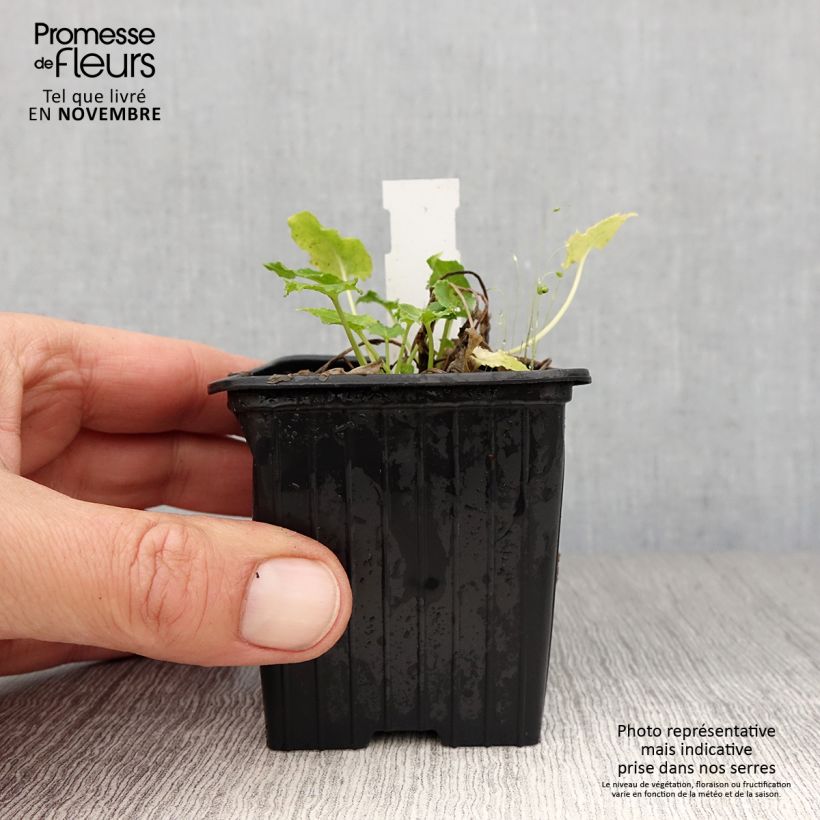 Spécimen de Campanule pyramidalis Alba - Campanule pyramidale blanche Godet de 8/9 cm tel que livré en automne