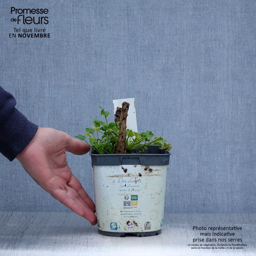 Spécimen de Campanule pyramidalis Alba - Campanule pyramidale blanche Pot de 2L/3L tel que livré en automne