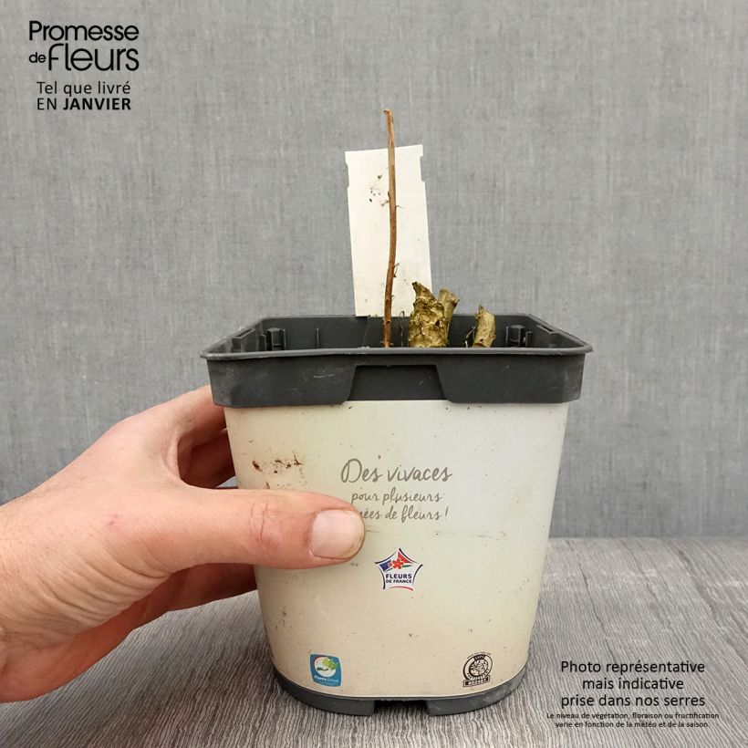 Spécimen de Campanule pyramidalis Alba - Campanule pyramidale blanche Pot de 2L/3L tel que livré en hiver