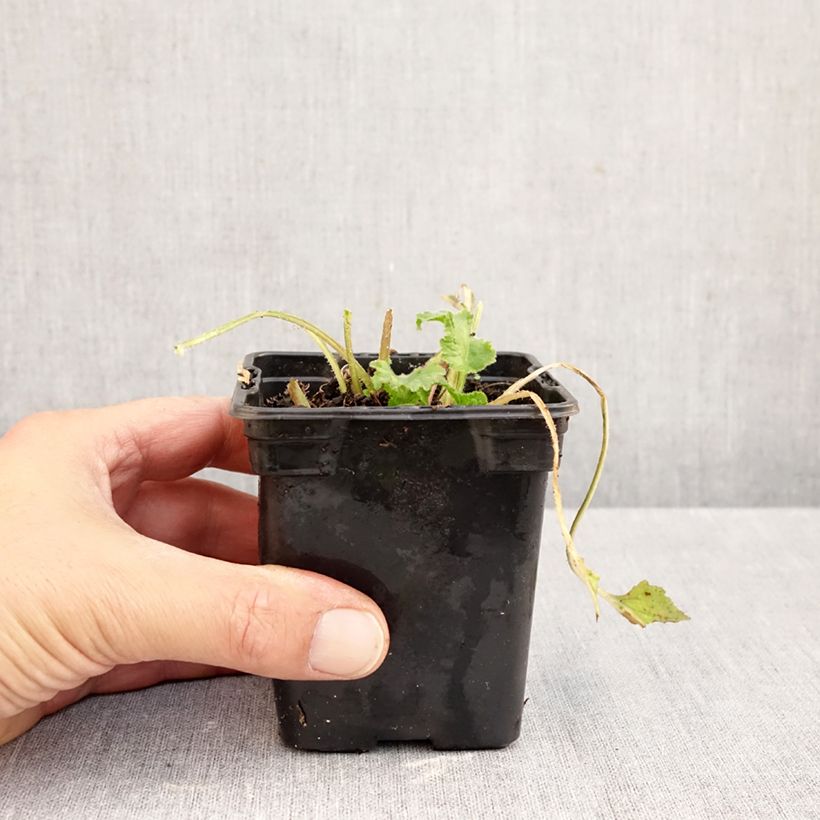 Spécimen de Campanule takesimana Elisabeth - Campanule de Corée Godet de 7/8 cm tel que livré en automne