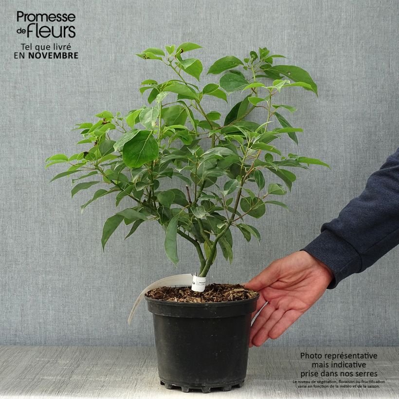 Spécimen de Camphrier - Cinnamomum camphora Pot de 2L/3L tel que livré en automne