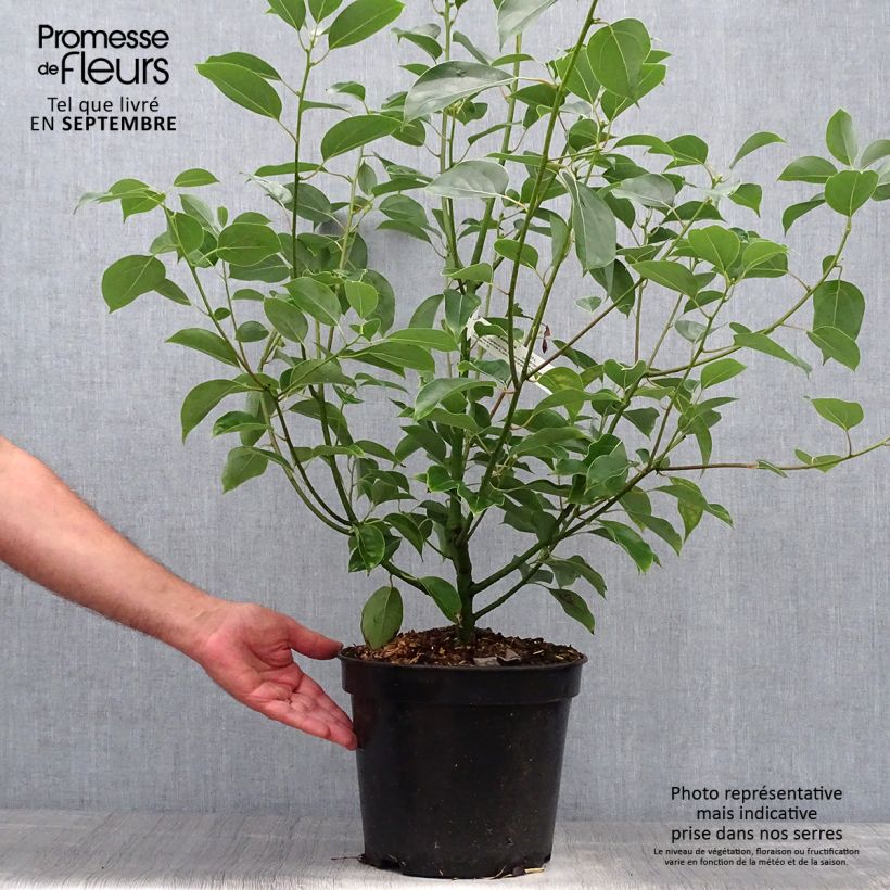 Spécimen de Camphrier - Cinnamomum camphora Pot de 7,5L/10L tel que livré en automne