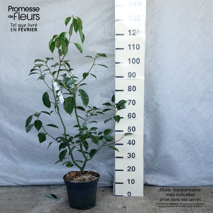 Spécimen de Camphrier - Cinnamomum camphora Pot de 7,5L/10L tel que livré en hiver