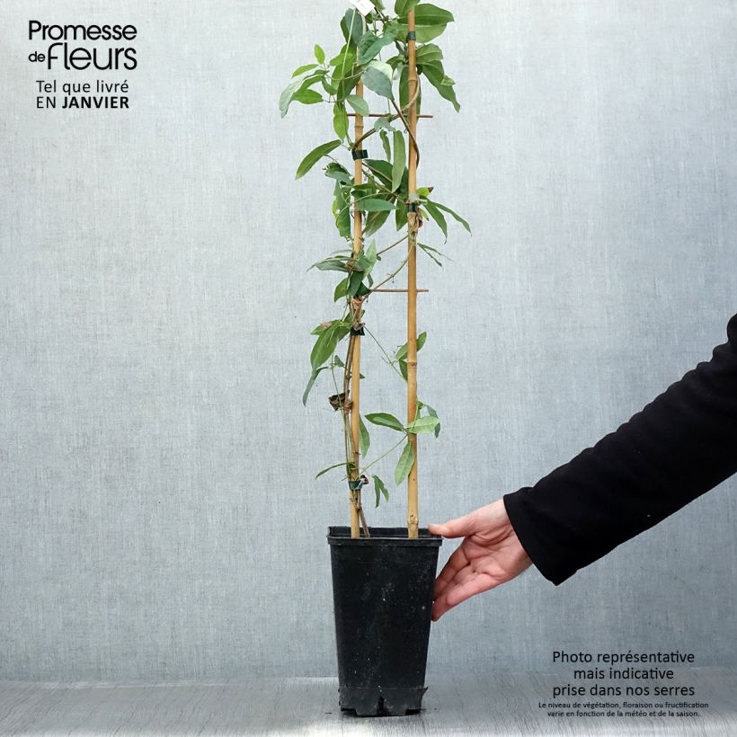 Spécimen de Campsis capreolata Atrosanguinea - Bignone à vrilles Pot de 2L/3L tel que livré en hiver