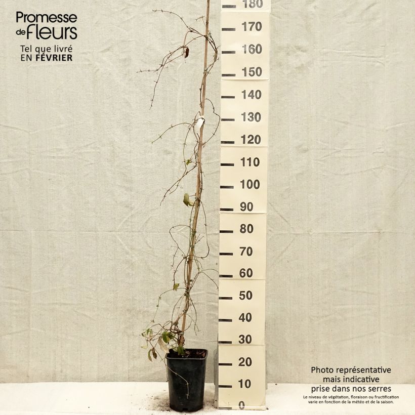 Spécimen de Campsis capreolata - Bignone à vrilles Pot de 6L/7L tel que livré en hiver