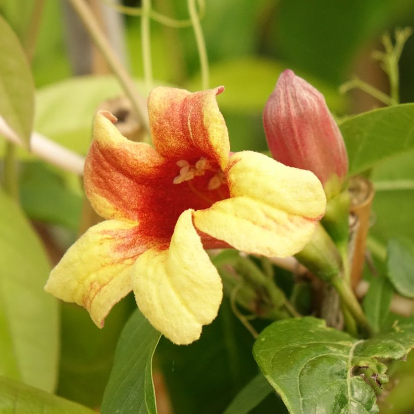 Campsis capreolata - Bignone à vrilles (Floraison)