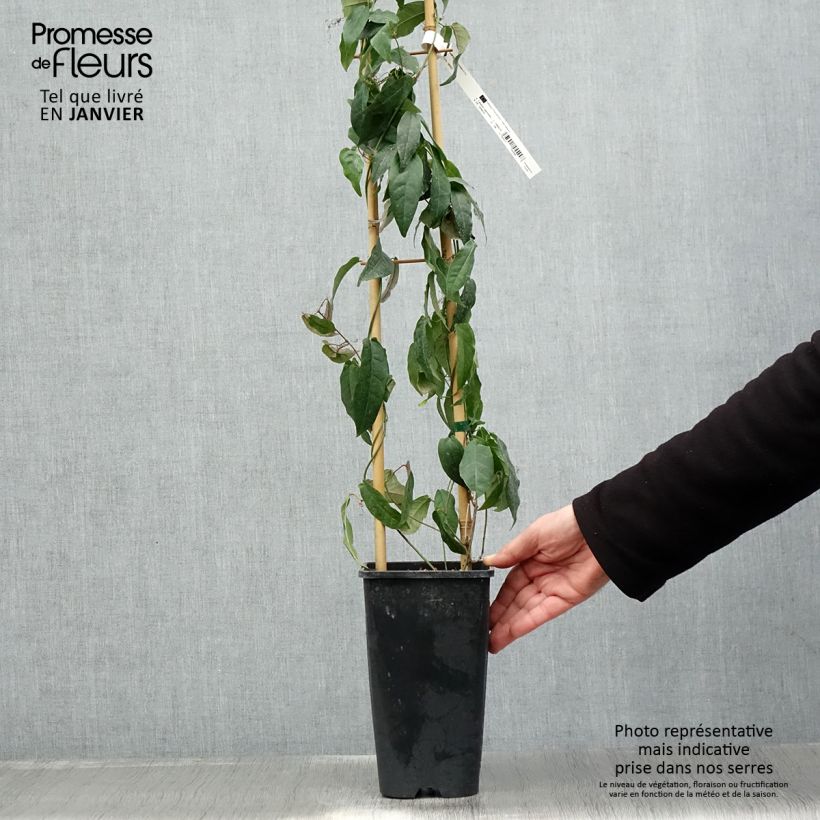 Spécimen de Campsis capreolata - Bignone à vrilles Pot de 2L/3L tel que livré en hiver