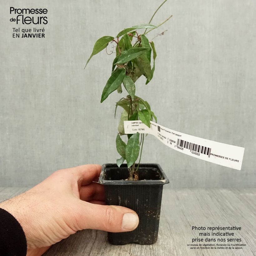 Campsis capreolata Tangerine Beauty Vasetto da 8/9 cm esemplare consegnato in inverno