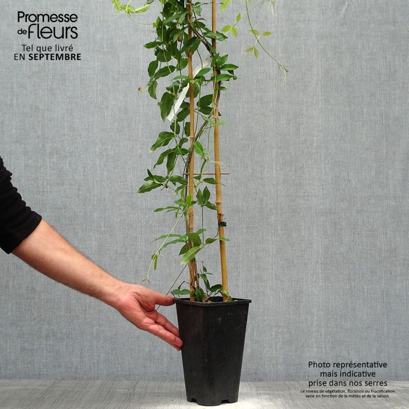 Spécimen de Campsis capreolata Tangerine Beauty - Bignone à vrilles Pot de 2L/3L tel que livré en automne