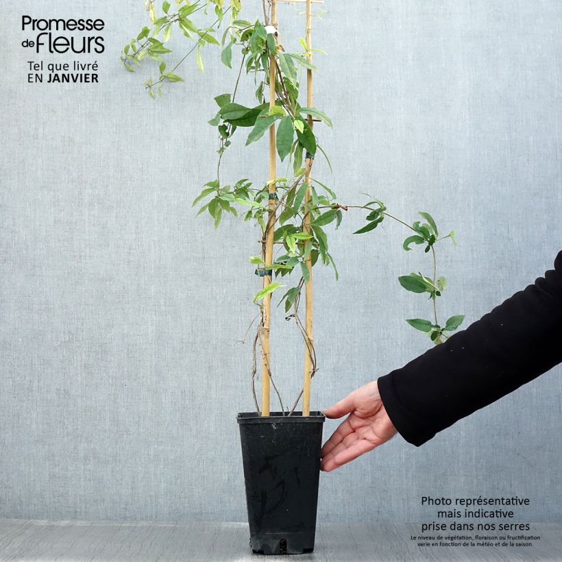 Spécimen de Campsis capreolata Tangerine Beauty - Bignone à vrilles Pot de 2L/3L tel que livré en hiver