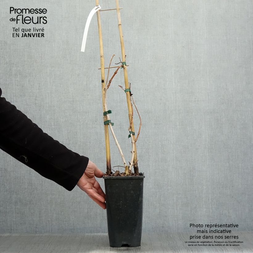 Spécimen de Campsis grandiflora - Bignone à grandes fleurs Pot de 2L/3L tel que livré en hiver