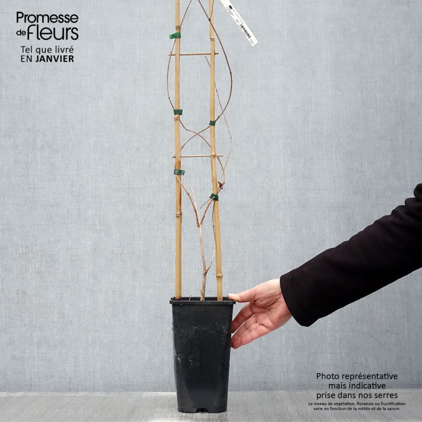 Spécimen de Campsis radicans - Bignone de Virginie Pot de 2L/3L tel que livré en hiver