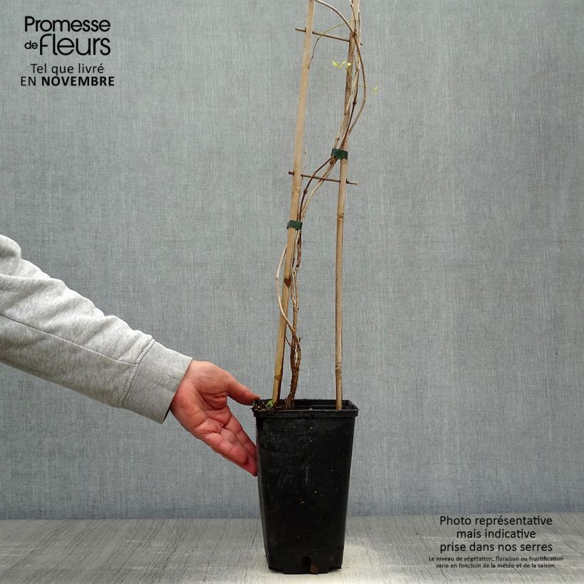 Spécimen de Campsis radicans Flamenco - Bignone de Virginie Pot de 2L/3L tel que livré en automne