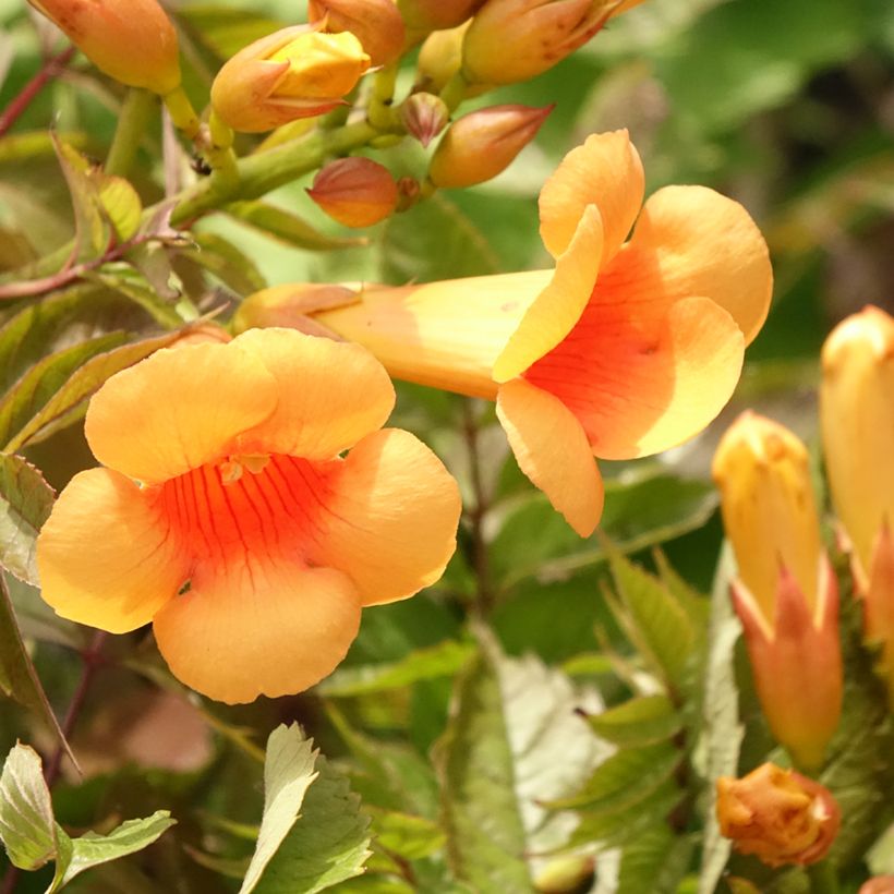 Campsis radicans Indian Summer - Bignone de Virginie  (Floraison)