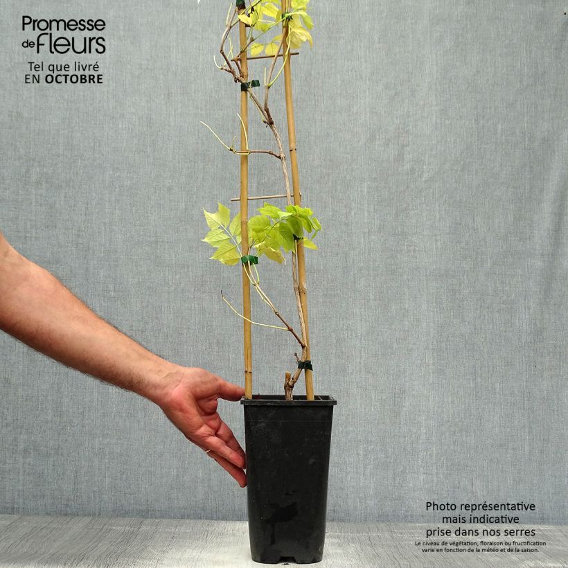 Spécimen de Campsis radicans Judy - Bignone de Virginie Pot de 2L/3L tel que livré en automne