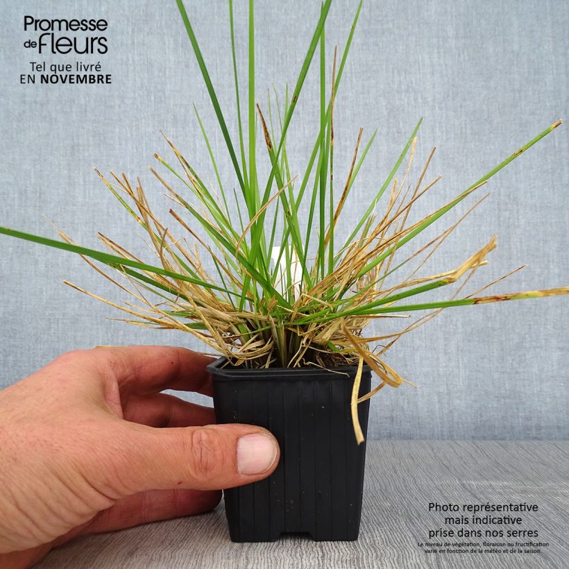 Spécimen de Canche cespiteuse Tauträger - Deschampsia cespitosa Godet de 8/9 cm tel que livré en automne