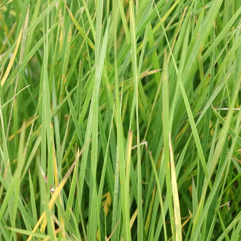 Canche cespiteuse Vivipara - Deschampsia cespitosa (Feuillage)