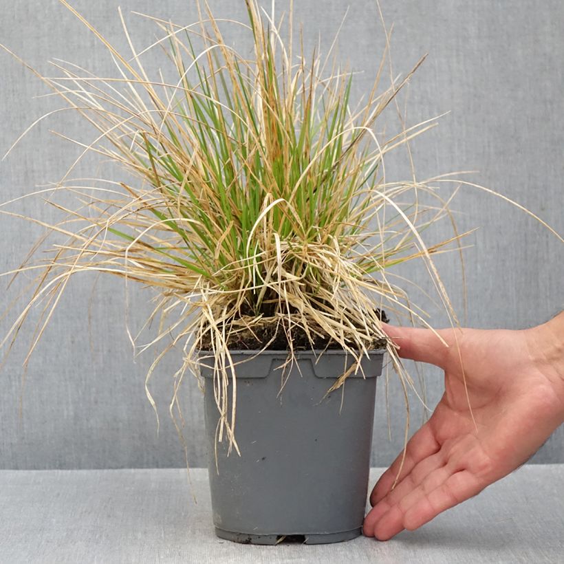 Spécimen de Canche cespiteuse Vivipara - Deschampsia cespitosa Pot de 2L/3L tel que livré en automne