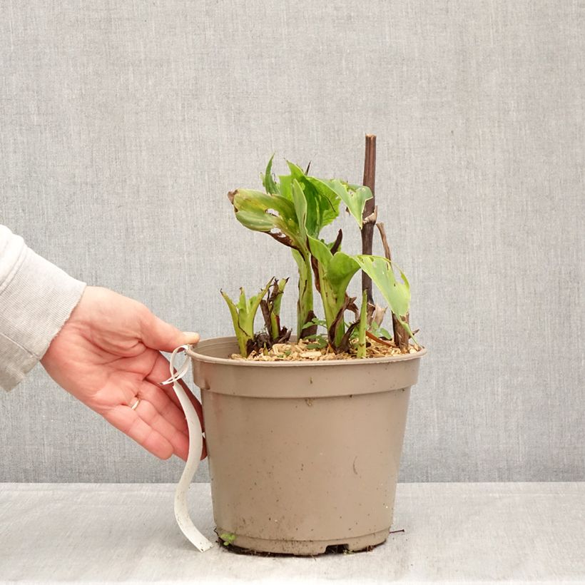 Spécimen de Canna Black Cleopatra - Balisier Pot de 4L/5L tel que livré au printemps