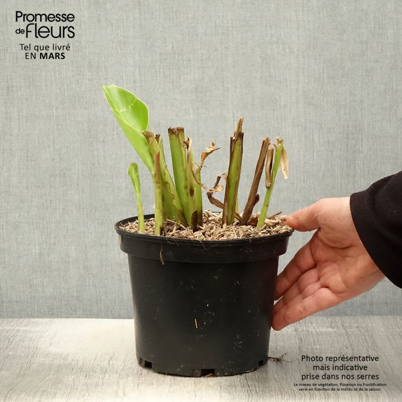 Canna edulis 2L/3L pot sample as delivered in spring