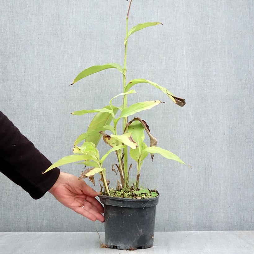 Spécimen de Canna edulis - Canna comestible, Balisier rouge Pot de 2L/3L tel que livré en automne