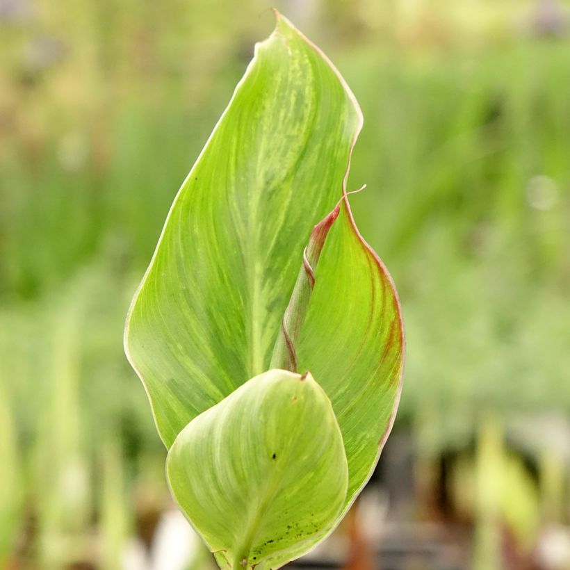 Canna Lucifer - Balisier nain à fleurs rouge liséré de jaune d'or et à feuillage vert moyen. (Feuillage)