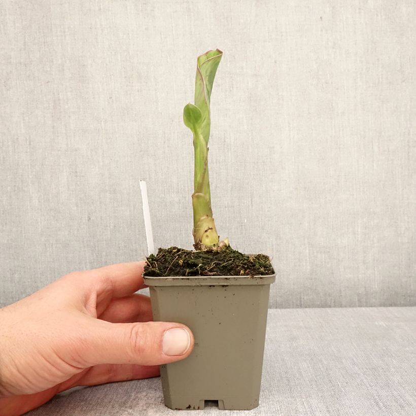 Spécimen de Canna Lucifer - Balisier nain à fleurs rouge liséré de jaune d'or et à feuillage vert moyen. Godet de 8/9 cm calibre I tel que livré au printemps