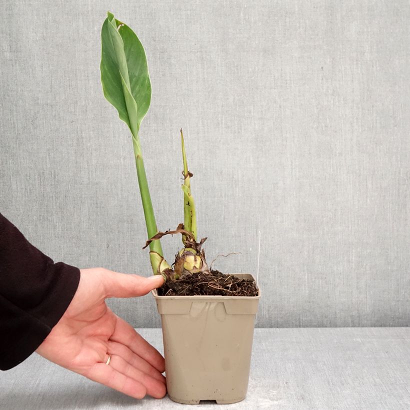 Spécimen de Canna Marabout Pot de 1L/1,5L calibre I tel que livré au printemps