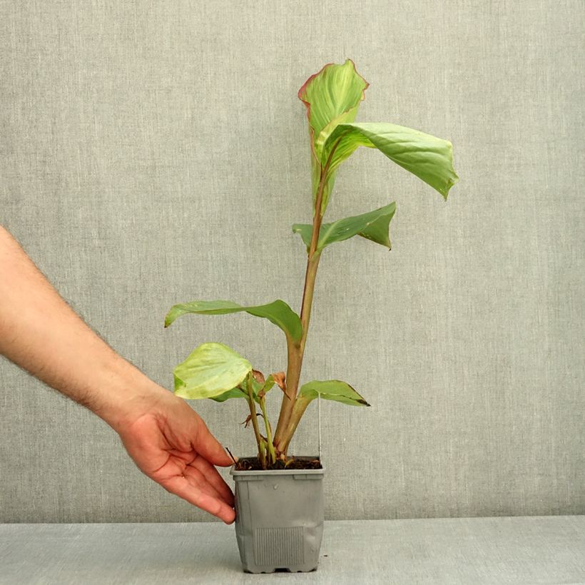 Spécimen de Canna Musifolia - Canna géant Pot de 1L/1,5L tel que livré en été