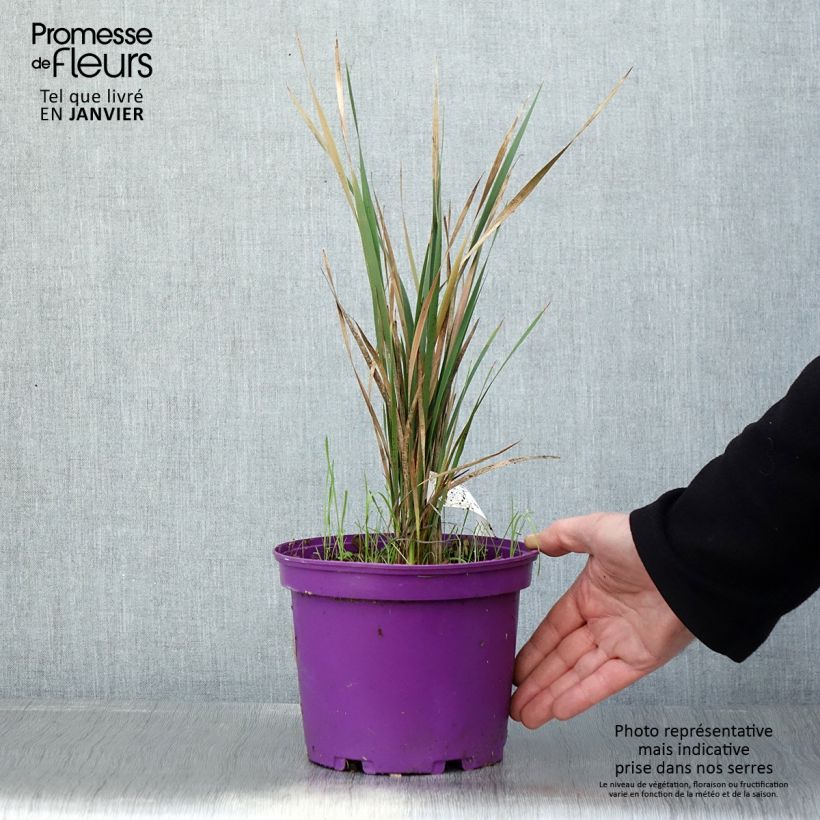 Spécimen de Canne à pêche des anges - Dierama Blackberry Bells Pot de 2L/3L tel que livré en hiver