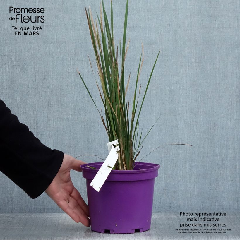 Spécimen de Canne à pêche des anges - Dierama Blackberry Bells Pot de 2L/3L tel que livré au printemps