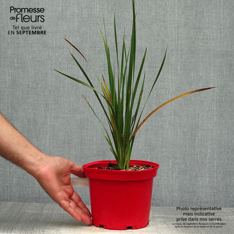 Spécimen de Canne à pêche des anges - Dierama Blackbird Pot de 2L/3L tel que livré en automne