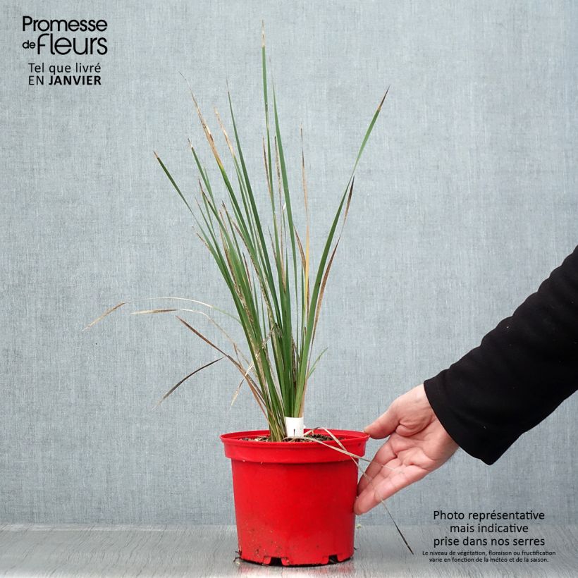 Spécimen de Canne à pêche des anges - Dierama Blackbird Pot de 2L/3L tel que livré en hiver