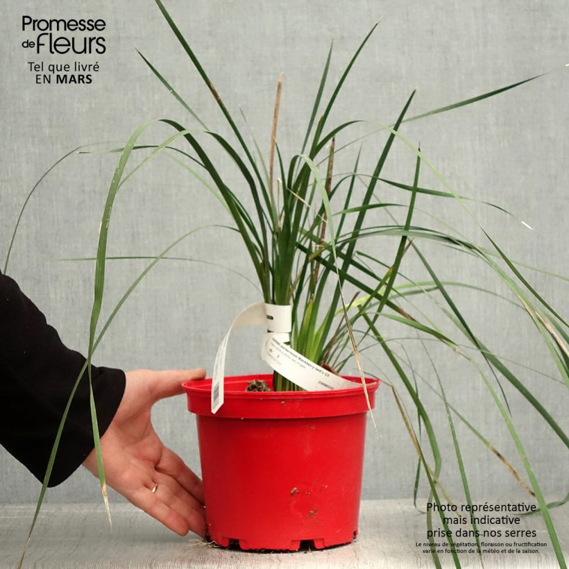 Dierama pulcherrimum Blackbird Vaso da 2L/3L esemplare consegnato in primavera