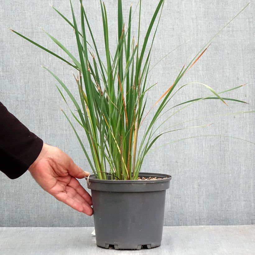 Spécimen de Canne à pêche des anges - Dierama igneum Pot de 2L/3L tel que livré en automne