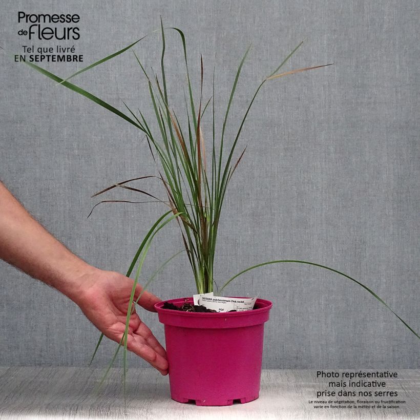 Spécimen de Canne à pêche des anges - Dierama Pink Rocket Pot de 2L/3L tel que livré en automne