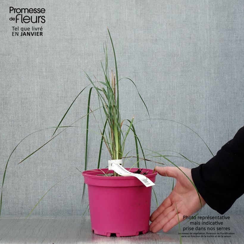 Spécimen de Canne à pêche des anges - Dierama Pink Rocket Pot de 2L/3L tel que livré en hiver