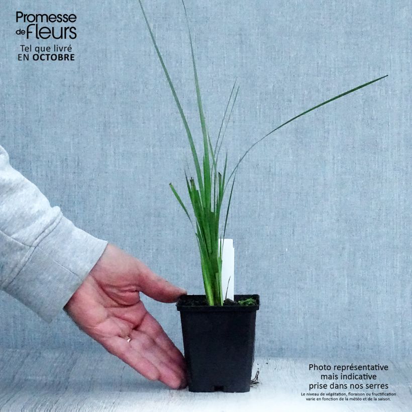 Spécimen de Canne à pêche des Anges - Dierama pulcherrimum Godet de 8/9 cm tel que livré en automne