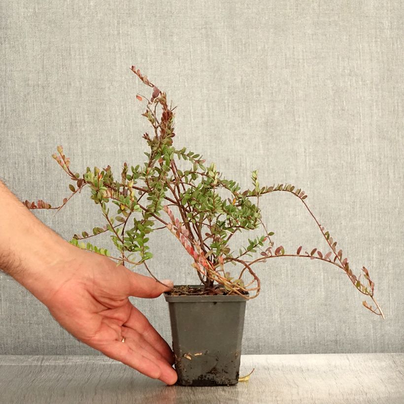 Spécimen de Canneberge - Cranberry- Vaccinium macrocarpon Pilgrim Godet de 8/9 cm tel que livré en automne