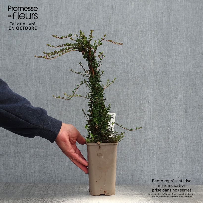 Spécimen de Canneberge - Cranberry - Vaccinium macrocarpon Pot de 1,5L/2L, Buisson tel que livré en automne